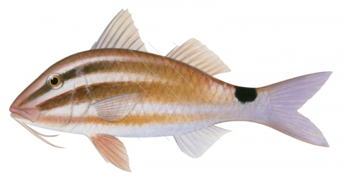 Blackspot Goatfish,Parupeneus rubescens,Roger Swainston,Animafish
