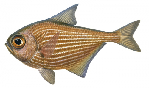 Bigscale Bullseye,Pempheris multiradiata,top quality illustration by Roger Swainston