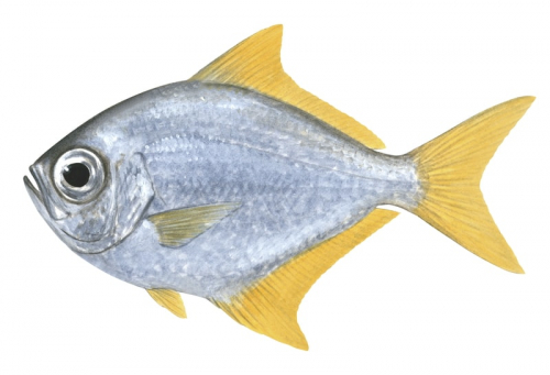 Western Pomfret,Schuettea woodwardi,Roger Swainston,Animafish