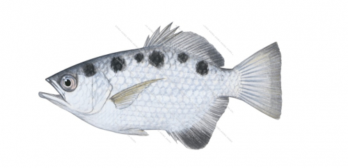 Spotted Archerfish,Toxotes chatareus,Roger Swainston,Animafish