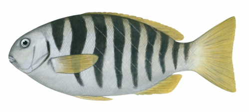 Zebra Fish,Girella zebra,Roger Swainston,Animafish