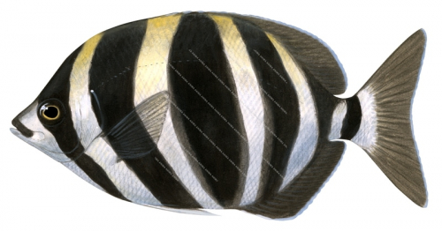 Moonlighter,Tilodon sexfasciatum,Roger Swainston,Animafish