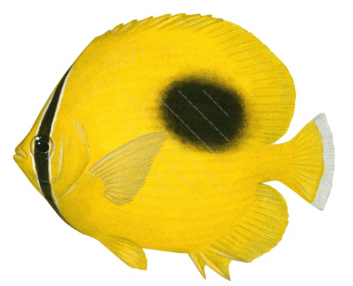 Ovalspot Butterflyfish,Chaetodon speculum,Roger Swainston,Animafish