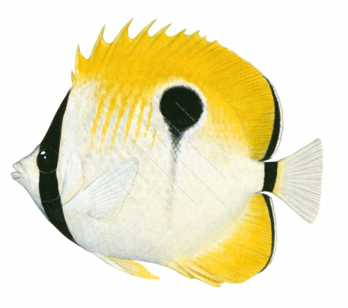 Teardrop Butterflyfish,Chaetodon unimaculatus,Roger Swainston,Animafish