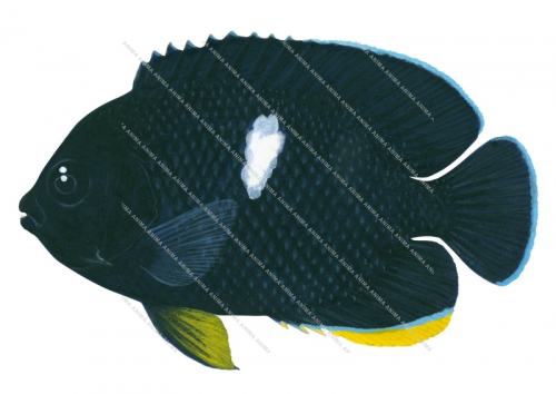 Keyhole Angelfish.3,Centropyge tibicen,Roger Swainston,Animafish