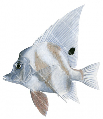 Blackspot Boarfish,Zanclistius elevatus,Roger Swainston,Animafish