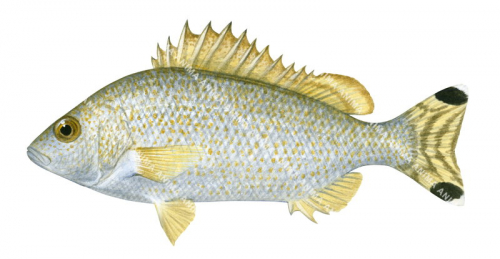 Yellowtail Grunter,Amniataba caudavittata,Roger Swainston,Animafish
