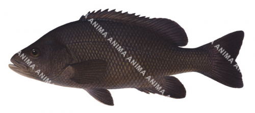 Sooty Grunter.1,Hephaestus fuliginosus,Roger Swainston,Animafish