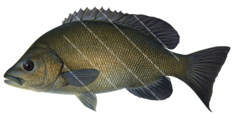 Swimming Sooty Grunter,Hephaestus fuliginosus.Scientific fish illustration by Roger Swainston