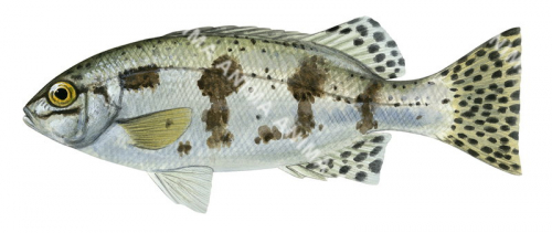 Sea Trumpeter,Pelsartia humeralis,Roger Swainston,Animafish