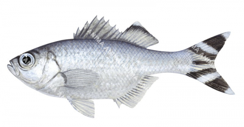Fivebar Flagtail,Kuhlia mugil,.Scientific fish illustration by Roger Swainston