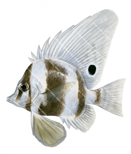 Short Boarfish,Parazanclistius hutchinsi,Roger Swainston,Animafish