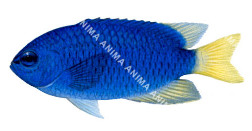 Neon Damsel,Pomacentrus coelestis,Roger Swainston,Animafish