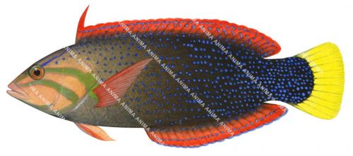 Clown Wrasse,Coris gaimard,Roger Swainston,Animafish