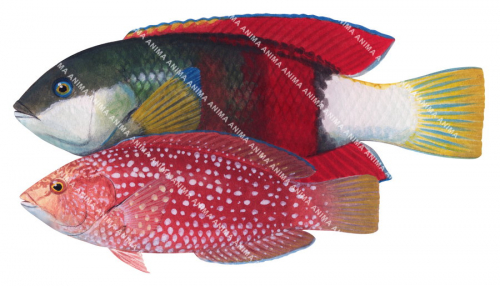 Crimsonband Wrasse Male and Female,Notolabrus gymnogenis,Roger Swainston,Animafish