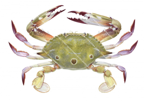 Crab Swimmer ,Portunidae sp.,Roger Swainston,Animafish