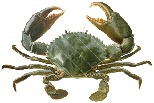 Green Mud Crab,Scylla serrata.Scientific fish illustration by Roger Swainston