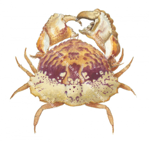 Shamefaced Crab,Calappa undulata,.Scientific fish illustration by Roger Swainston,Anima.au