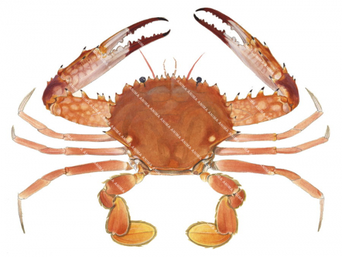 Swimmer Crab,Charybdis sp,Roger Swainston,Animafish