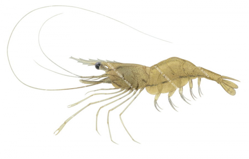 Glass Shrimp,Palaemonetes australis,Roger Swainston,Animafish