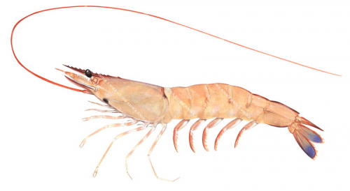 Blue Tail Endeavour Prawn,Metapenaeus endeavouri,.Scientific illustration by Roger Swainston,Anima.au