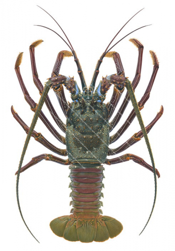 Doublespined Rock Lobster-2,Panulirus penicillatus-Roger Swainston,Animafish