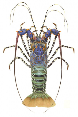 Ornate Rock Lobster-2,Panulirus ornatus,.Scientific illustration by Roger Swainston,Anima.au