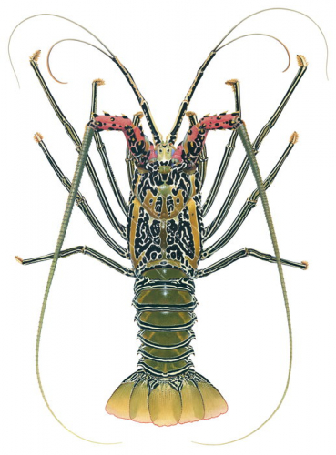 Painted Rock Lobster,dorsal view,Panulirus versicolor,Roger Swainston,Animafish