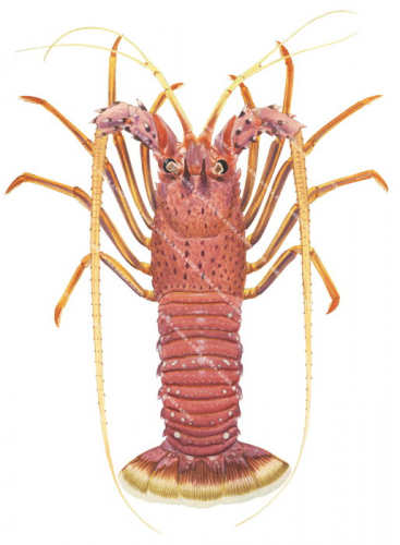 Western Rock Lobster-2,Panulirus cygnus,Roger Swainston,Animafish