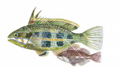 Rainbow Cale Adult and Juvenile,Odax acroptilus,Roger Swainston,Animafish