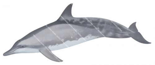 Roughtoothed Dolphin,Steno bredanensis.Scientific illustration by Roger Swainston,Anima.au