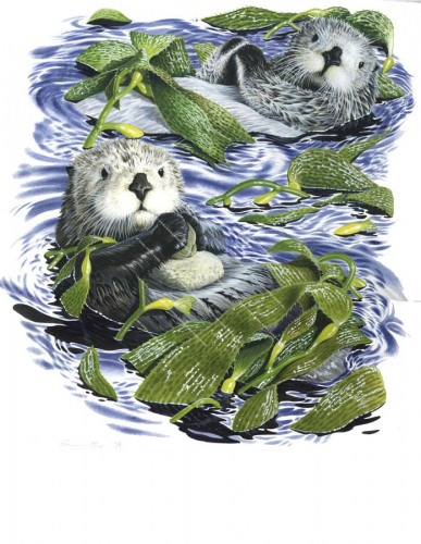 Sea Otter1,Enhydra lutis,Beautiful painting by R.Swainston