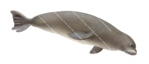 Monk Seal,West Indian,Monachus tropicalis.Scientific illustration by Roger Swainston,Anima.au