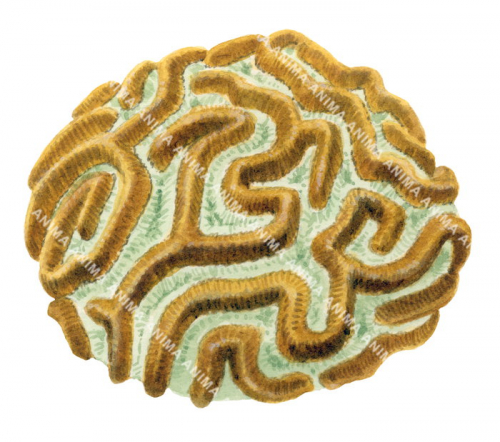 Yellow and Green Coral,Goniastrea australiensis.Scientific illustration by Roger Swainston,Anima.au