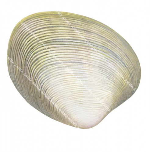 Clam,Venus,Venerupis largillierti.Scientific illustration by Roger Swainston,Anima.au