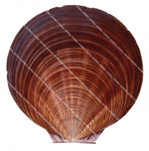 Saucer Scallop,Amusium bailloti,Roger Swainston,Animafish