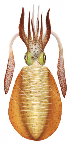 Northern Squid,Sepioteuthis lessonianav