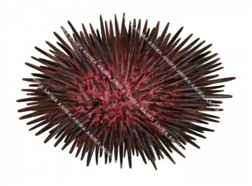 Urchin,Heliocidaris erythrogramma.Scientific illustration by Roger Swainston,Anima.au