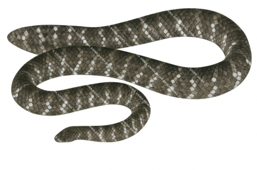 Shark Bay Sea Snake,Aipysurus pooleorum,Roger Swainston,Animafish