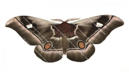 Common Emperor Moth,Bunaea alcinoe,Roger Swainston