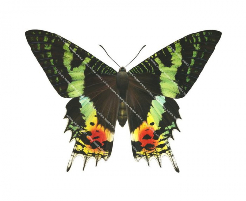 Madagascan Sunset Moth,Chrysiridia ripheus, illustration by R.Swainston