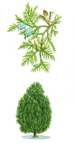 Oriental Arborvitae, tree and leaf detail,Thuja orientalis,Roger Swainston,Animafish