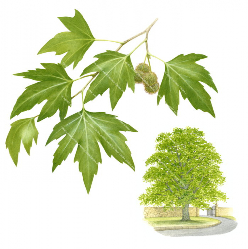 Plane Tree in the city and leaf detail,Platanus orientalis,Roger Swainston,Animafish