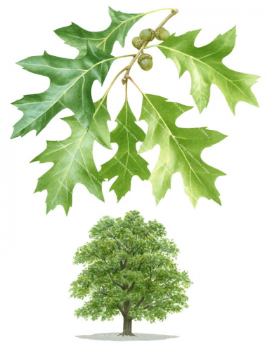 Red Oak, tree and leaf detail,Quercus rubra.Scientific illustration by Roger Swainston,Anima.au