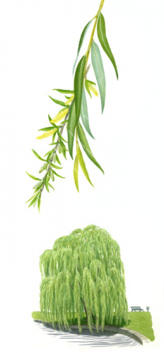 Weeping Willow in a park and leaf detail,Salix babylonica,High quality illustration by R.Swainston