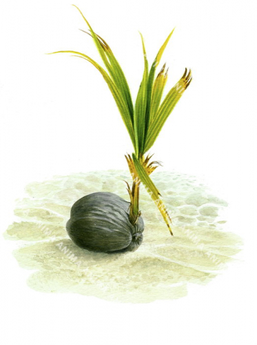 Young Coconut Palm,Clipperton,Roger Swainston