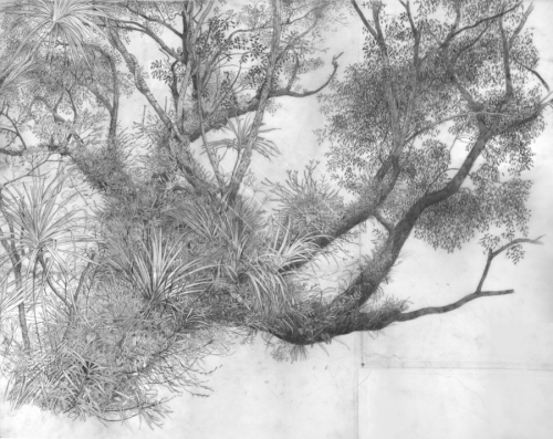 Black and White Drawing of an Epiphyte Tree in Vanuatu,Vanuatu,Roger Swainston,Animafish