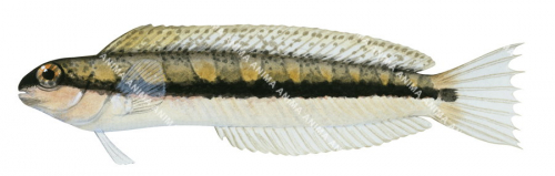 Shorthead Sabretooth Blenny,Petroscirtes breviceps,Roger Swainston,Animafish