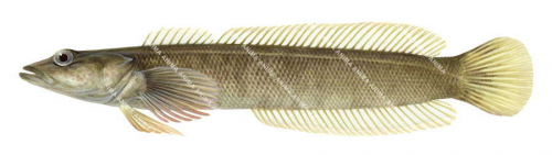 Flathead Congolli,Halaphritis platycephala,.Scientific fish illustration by Roger Swainston