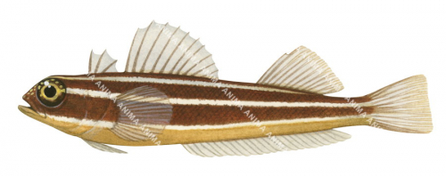 Striped Threefin,Helcogramma striatum,Roger Swainston,Animafish